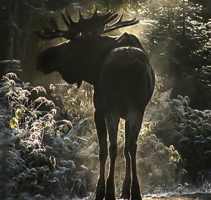 Orignal Foret Montmorency | Crédit : Forêt Montmorency Orignal Foret Montmorency | Crédit : Forêt Montmorency